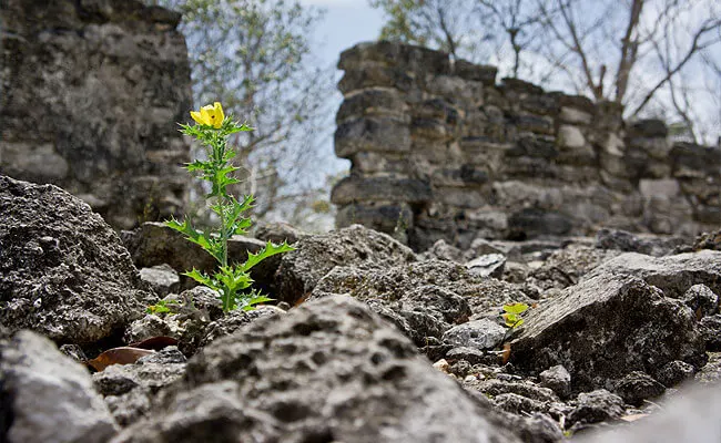 El Cedral Mayan Ruins