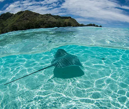 Stingray Beach Cozumel